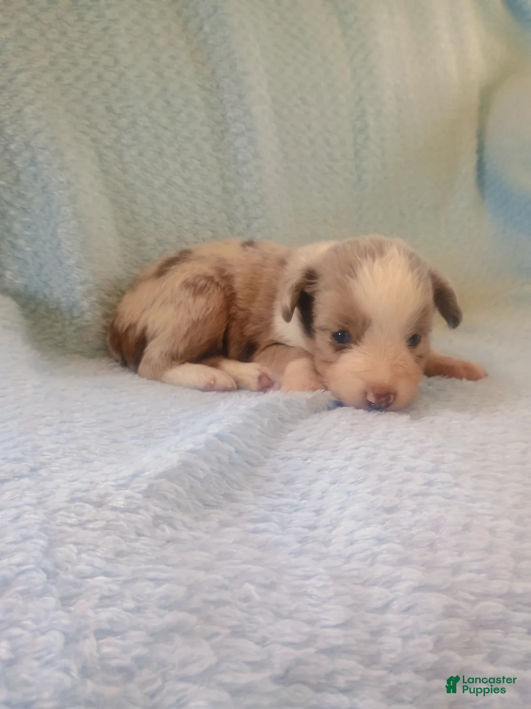 Toy Australian Shepherd dogs for sale: Toy Australian Shepherd Puppy 1 - Ad 3