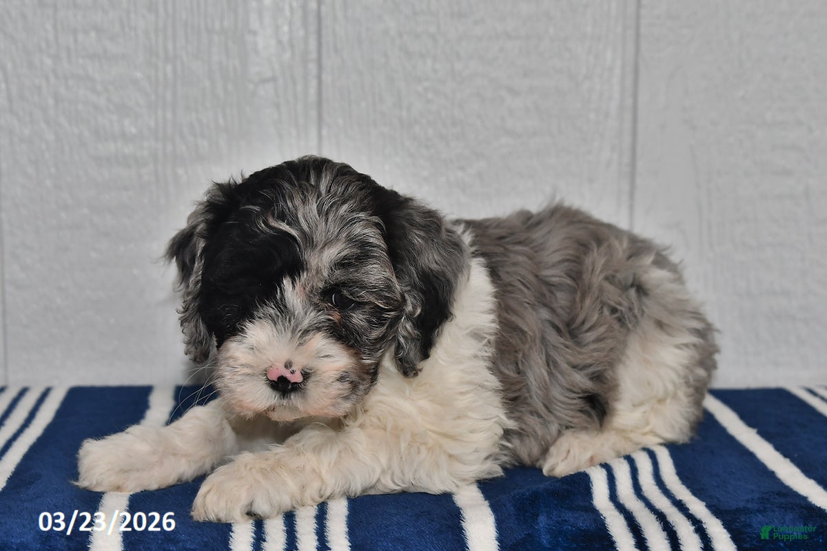 Cockapoo dogs Lilly - Ad 2