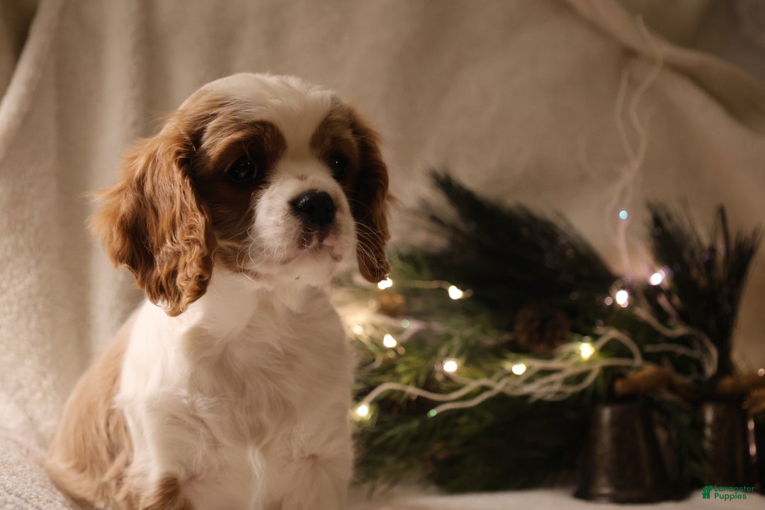 Cavalier King Charles Spaniel dogs for sale: Lexi - Ad 3