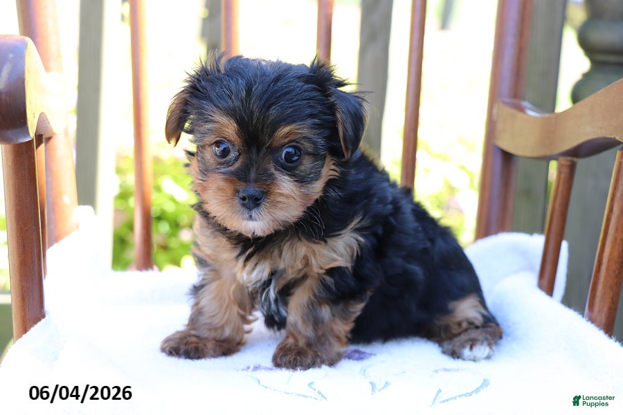 Yorkshire Terrier dogs for sale: Mike - Ad 3