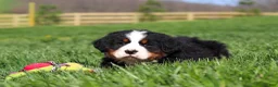 Bernese Mountain Dog dogs for sale: Jake - Ad 5
