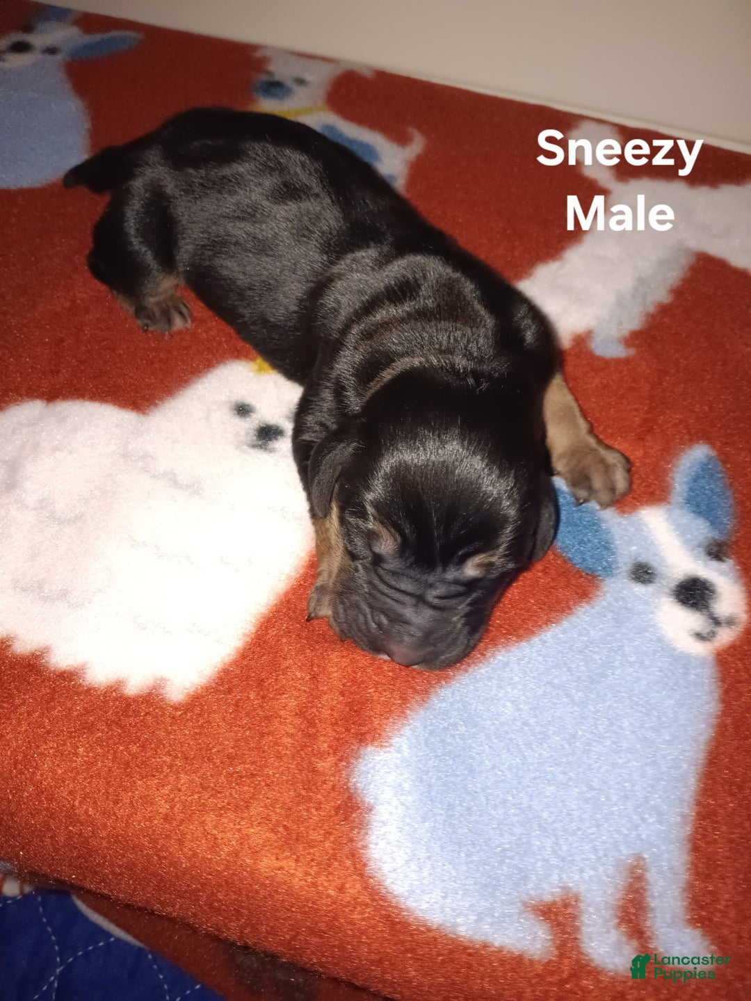 Basset Hound dogs for sale: Sneezy - Ad 6