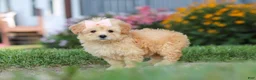 Maltipoo dogs for sale: Haven - Ad 2