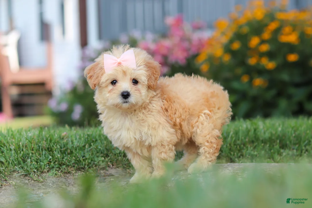 Maltipoo dogs for sale: Haven - Ad 2