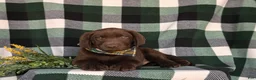 Labrador Retriever dogs for sale: Wallace  - Ad 6
