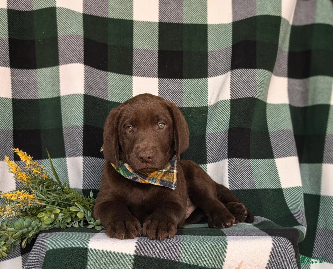Labrador Retriever dogs for sale: Wallace  - Ad 6
