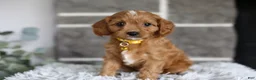 Cavapoo dogs for sale: Twinkle - Ad 3