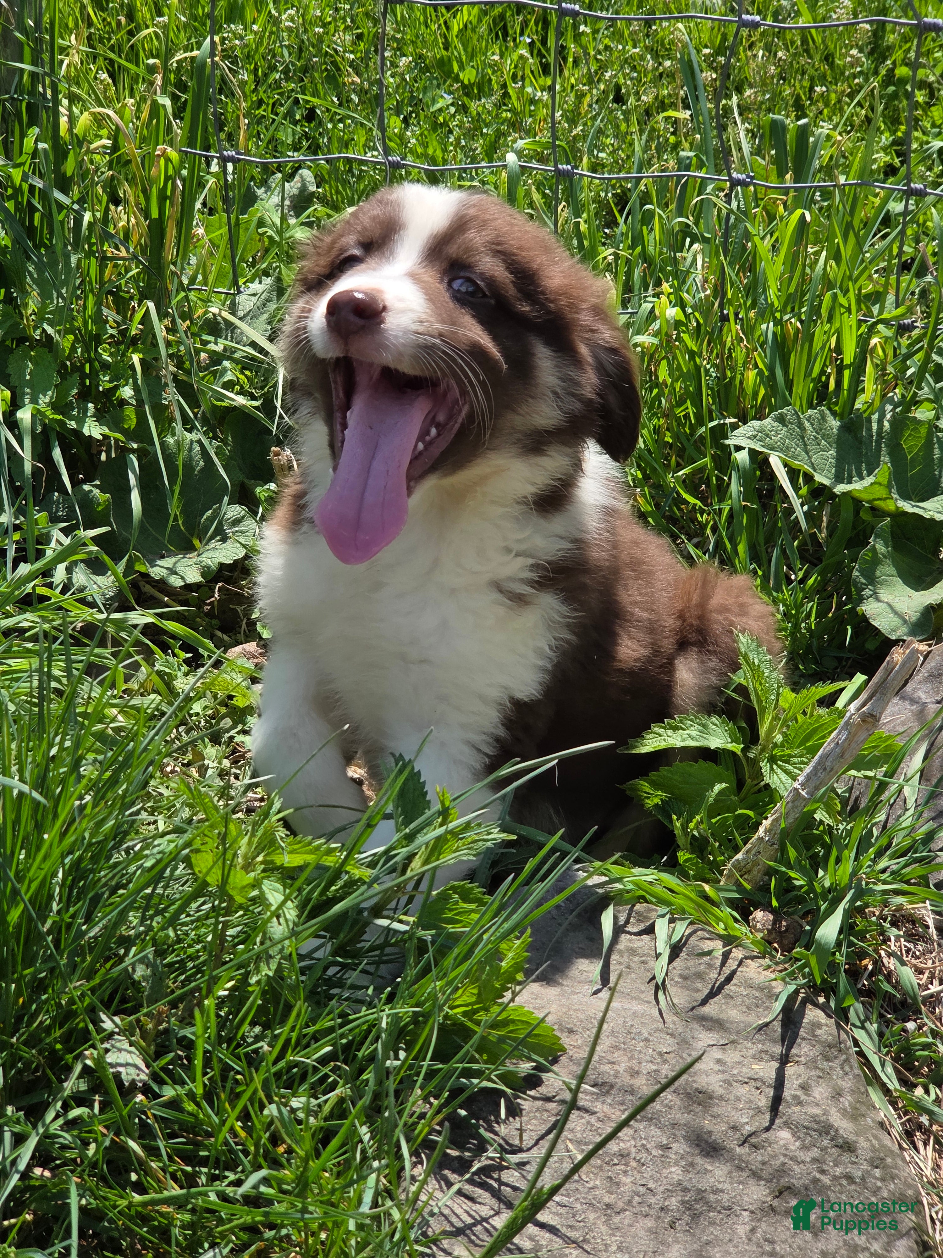 Australian Shepherd dogs Totem - Ad 15
