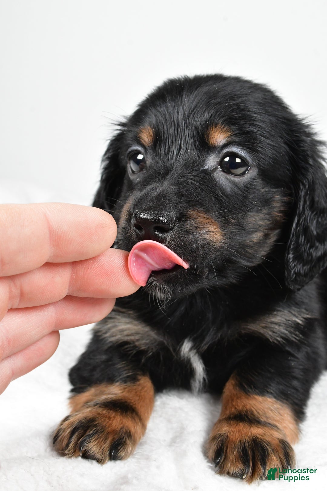 Miniature Dachshund dogs for sale: Bo - Ad 2