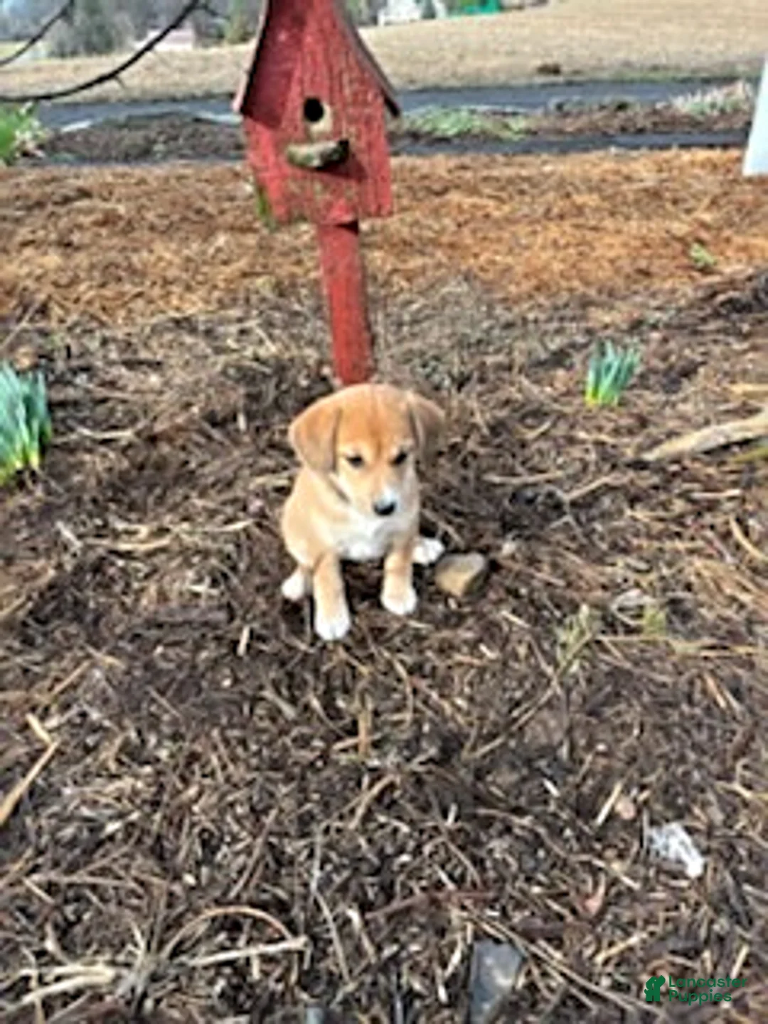 Mixed Breed dogs for sale: Samson - Ad 1