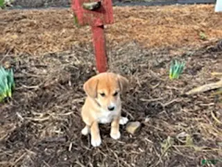 Mixed Breed dogs for sale: Samson - Ad 4