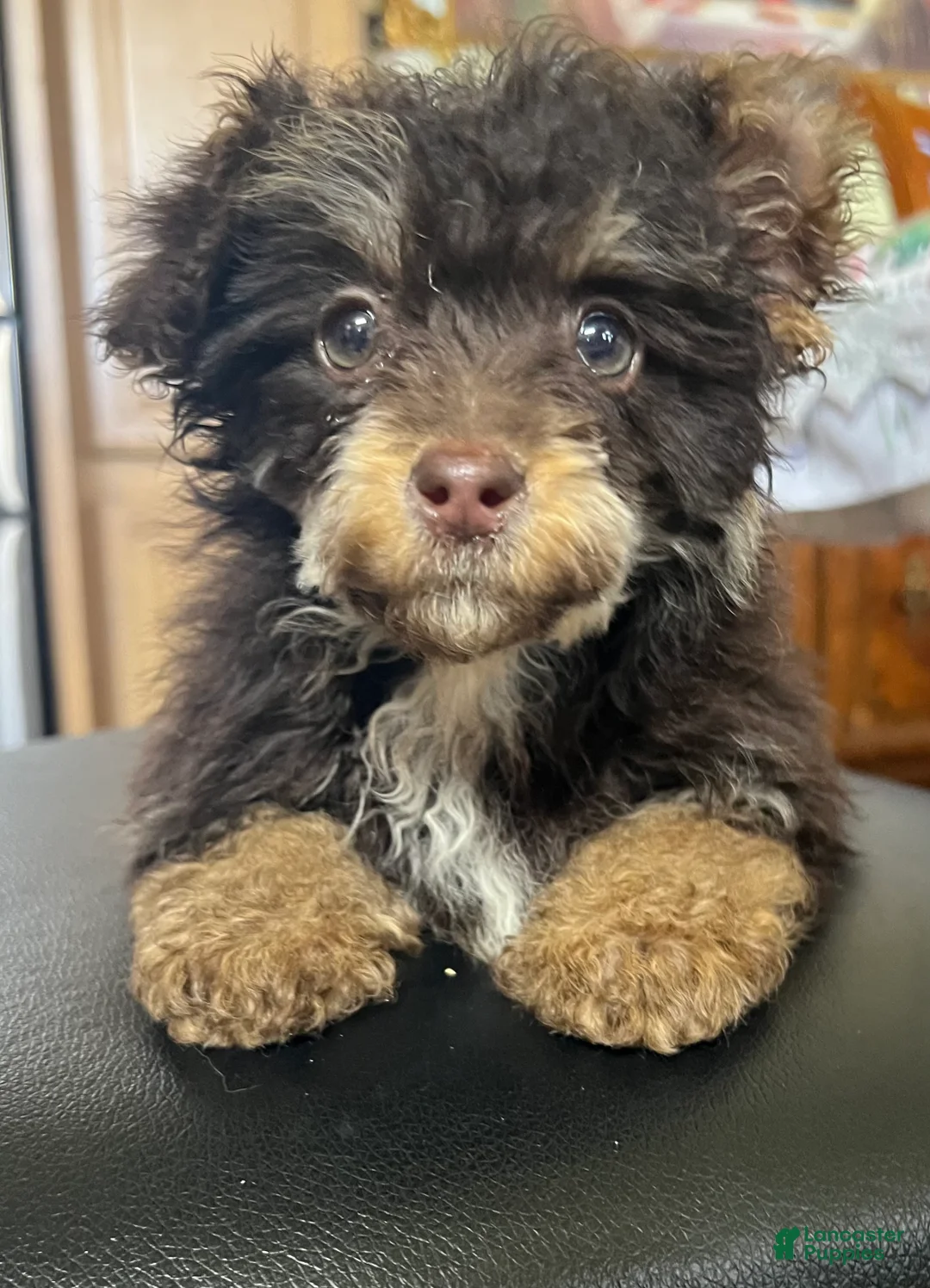 Toy Poodle dogs for sale: Hershey chocolate tri-color  - Ad 1
