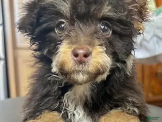 Toy Poodle dogs Hershey chocolate tri-color - Ad 15