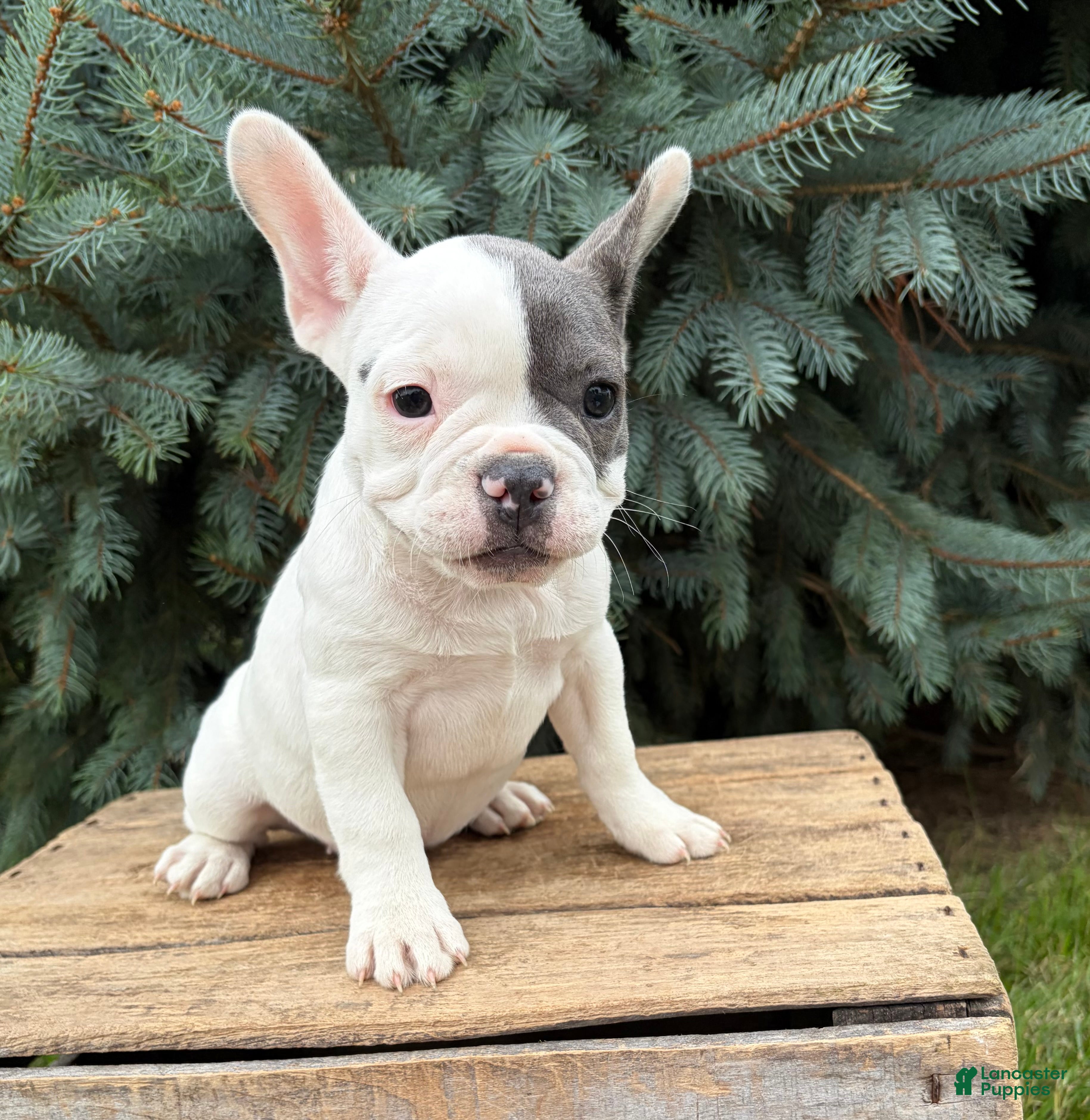 French Bulldog dogs Layla - Ad 1