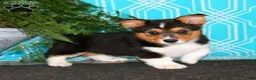 Welsh Corgi Pembroke dogs for sale: Welsh Corgi Pembroke 1 - Ad 2