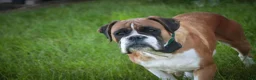 Boxer dogs for sale: Daisy - Ad 10
