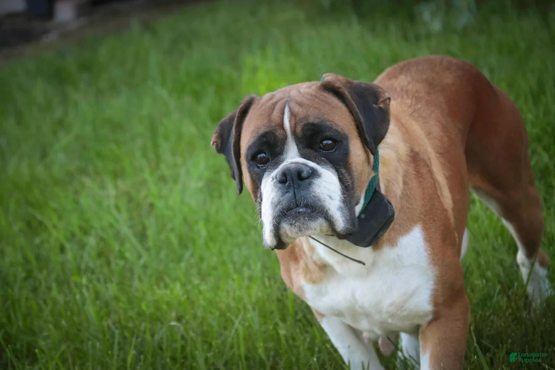 Boxer dogs for sale: Daisy - Ad 10
