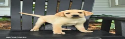 Labrador Retriever dogs for sale: Sadie - Ad 3