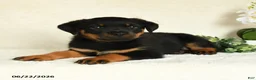 Rottweiler dogs for sale: Arya - Ad 3