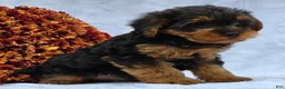 Yorkiepoo dogs for sale: Lucas - Ad 4