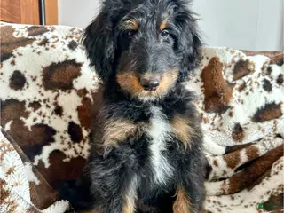 Mixed Breed dogs Landry - Ad 17