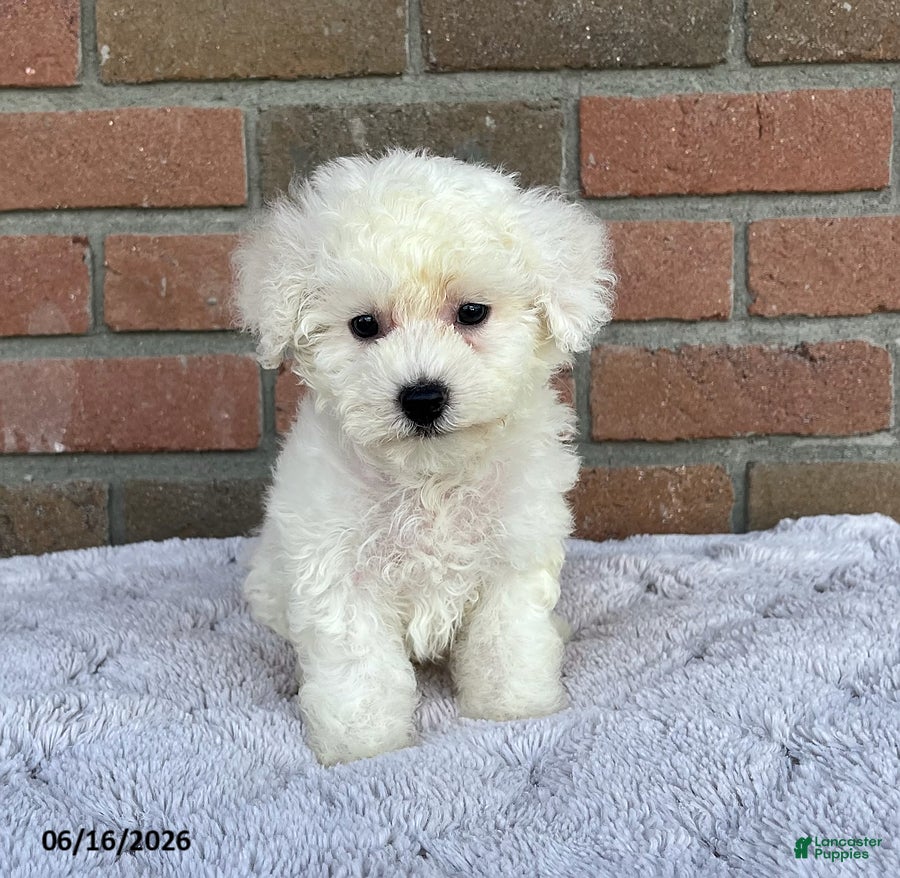 Bichon Frise dogs Diamond - Ad 1
