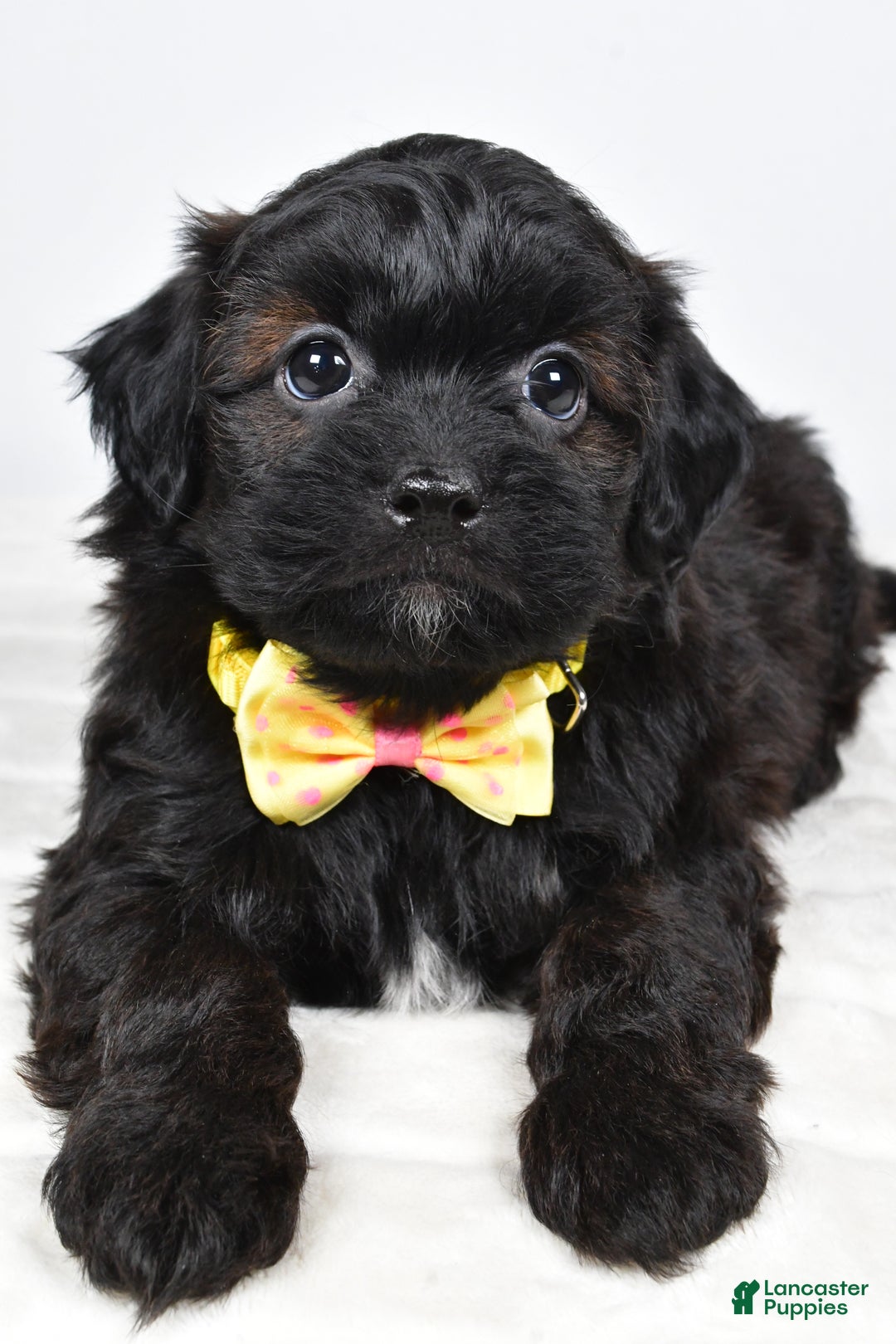 Shihpoo dogs for sale: Ike  - Ad 2