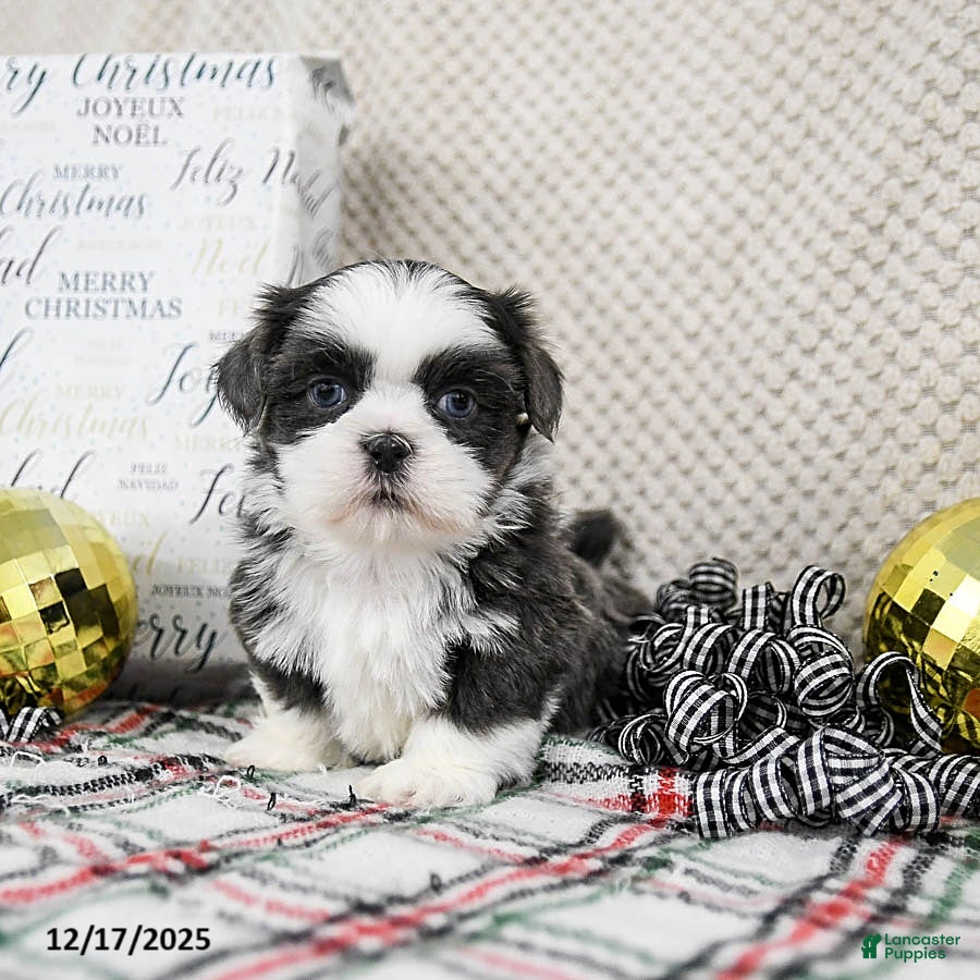 Shih Tzu dogs Snickers - Ad 3