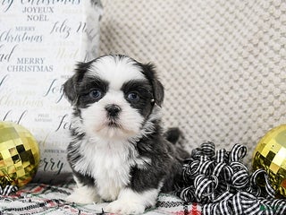 Shih Tzu dogs Snickers - Ad 1