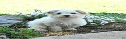 Maltese dogs for sale: Freckles - Ad 4