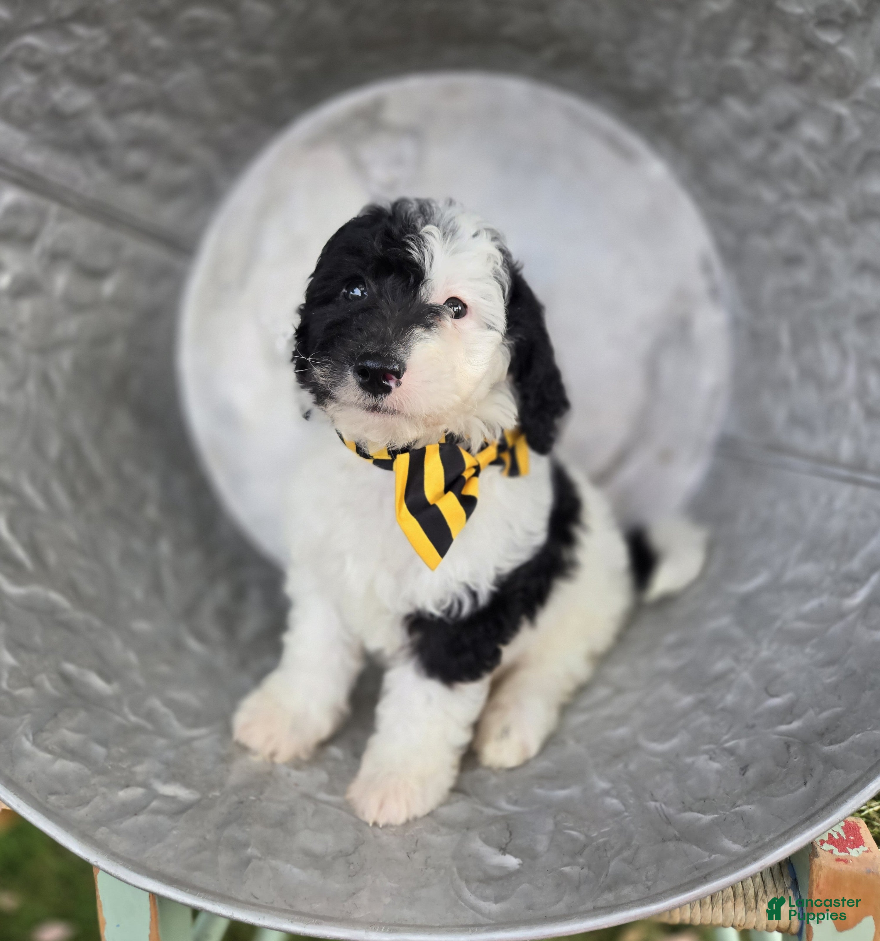 Mini Sheepadoodle dogs Jinx - Ad 2
