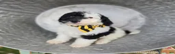 Mini Sheepadoodle dogs for sale: Jinx - Ad 2