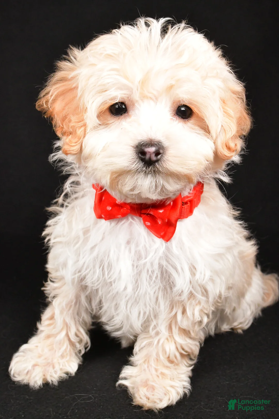 Maltipoo dogs for sale: Brady - Ad 6