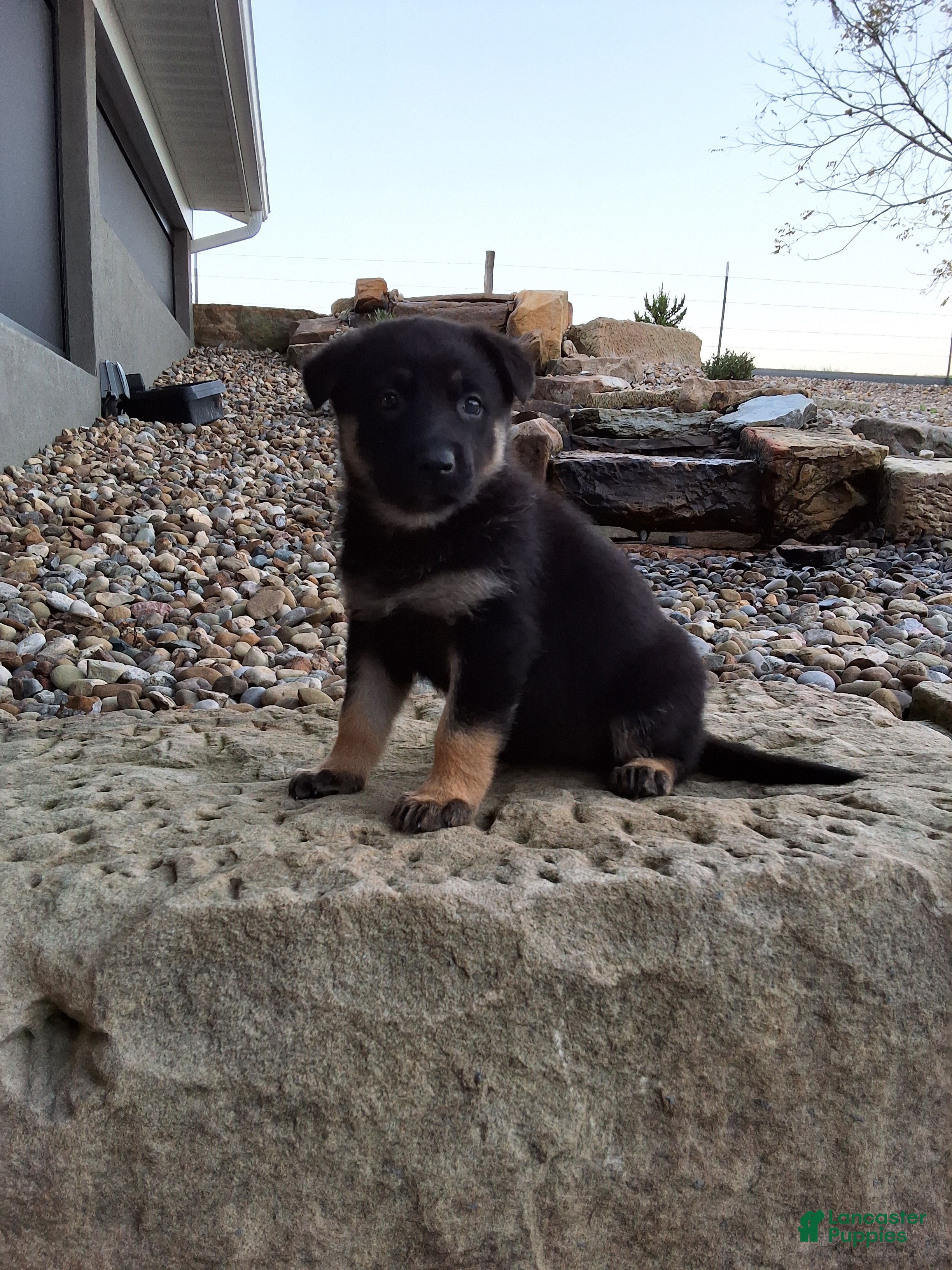 German Shepherd dogs Claudia  - Ad 1