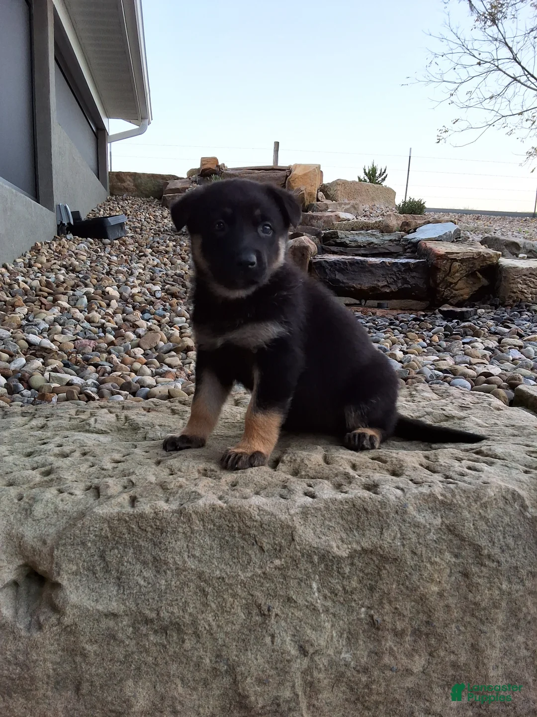 German Shepherd dogs for sale: Claudia  - Ad 1