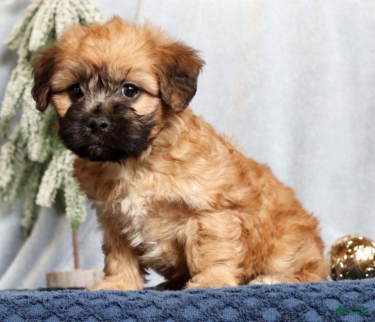 Mixed Breed dogs Jill - Ad 12