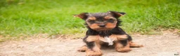 Yorkshire Terrier dogs for sale: Tahoe - Ad 8