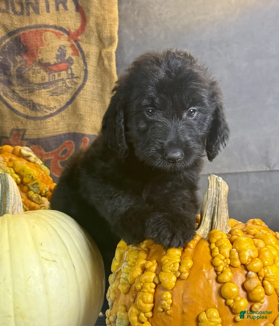 Goldendoodle dogs for sale: Pumpkin - Ad 2
