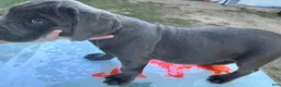 Cane Corso dogs for sale: Cane Corso 1 - Ad 42