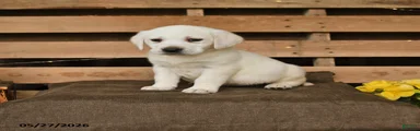 Gabe