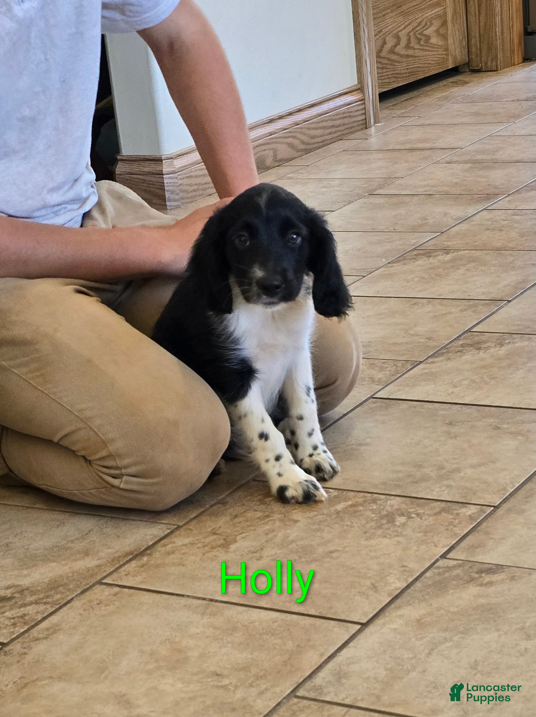 Mixed Breed dogs Holly - Ad 1