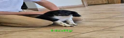 Mixed Breed dogs for sale: Holly - Ad 1