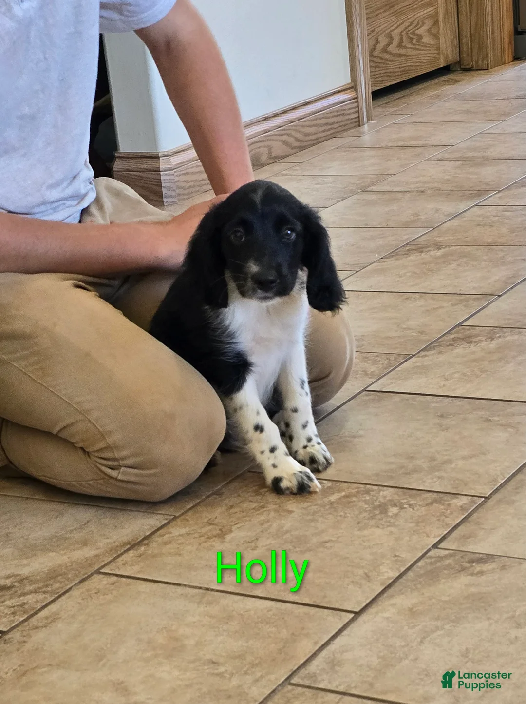 Mixed Breed dogs for sale: Holly - Ad 1