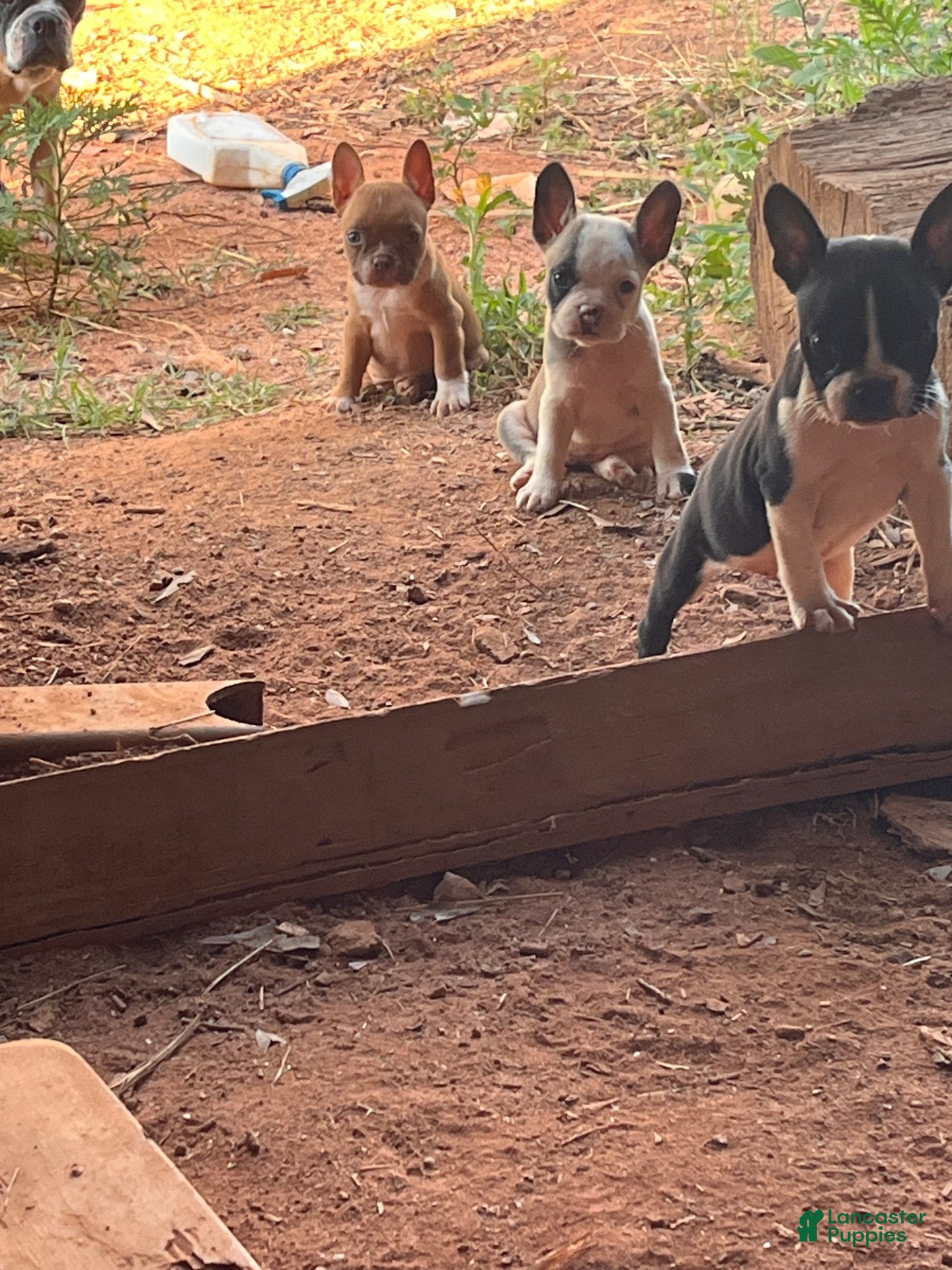Mixed Breed dogs Mixed Breed 8 - Ad 1