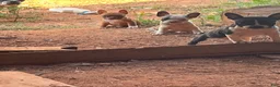 Mixed Breed dogs for sale: Mixed Breed 8 - Ad 1
