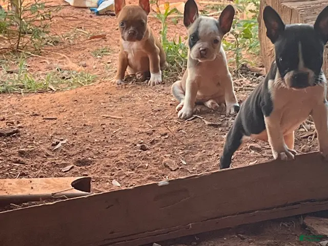 Mixed Breed dogs for sale: Mixed Breed 8 - Ad 1