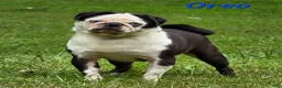 Pug dogs for sale: Koi Girl - Ad 3