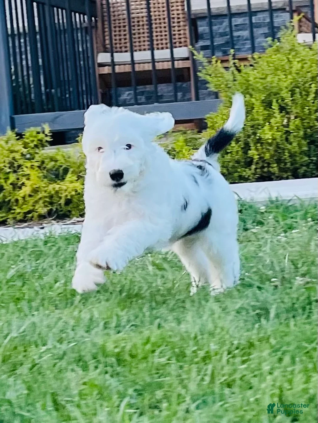 Sheepadoodle dogs for sale: Lily  - Ad 2