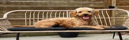Mini Goldendoodle dogs for sale: Milo 💎 - Ad 7