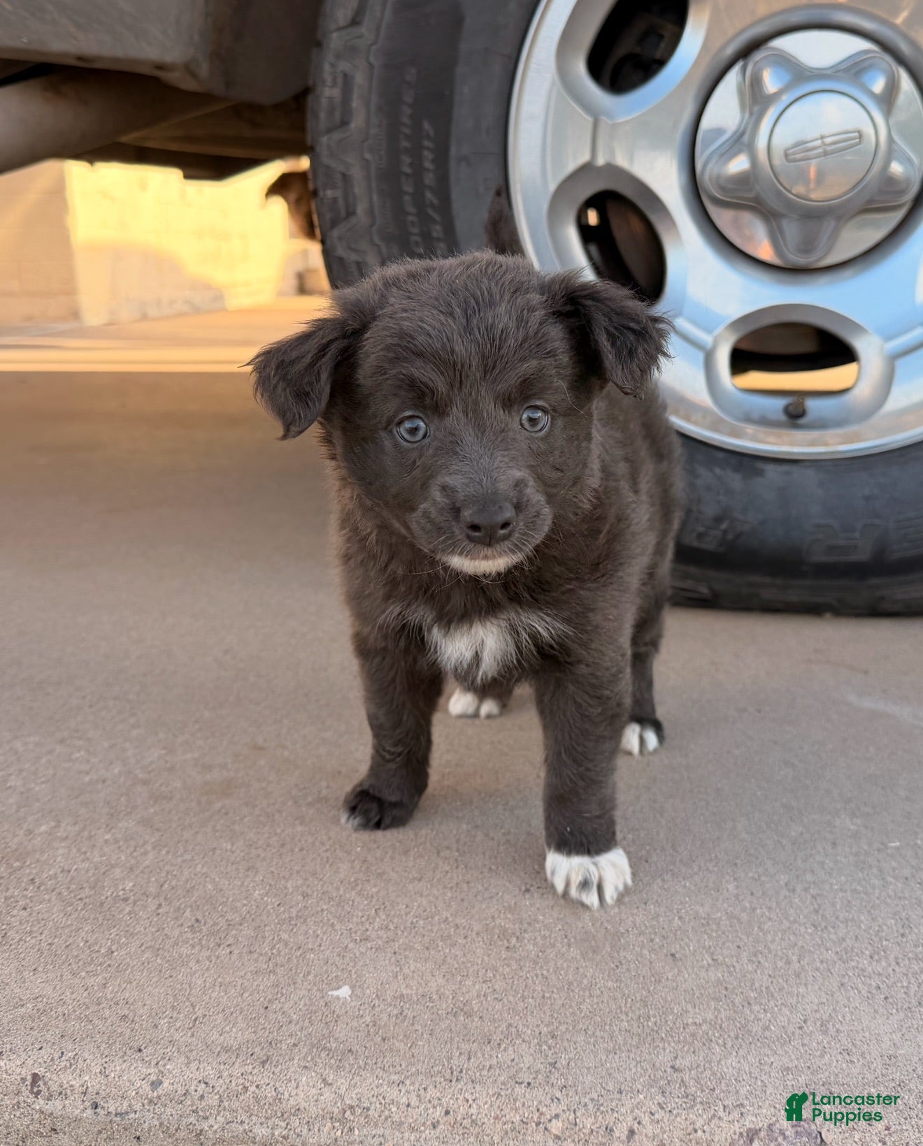 Mixed Breed dogs Daze - Ad 36